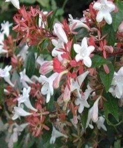 Garden Goods Direct Shrubs Little Richard Abelia