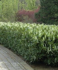 Garden Goods Direct Shrubs Zabeliana Cherry Laurel