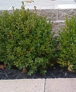 Garden Goods Direct Green Velvet Boxwood Shrubs 7 Garden Goods Direct Green Velvet Boxwood Shrubs