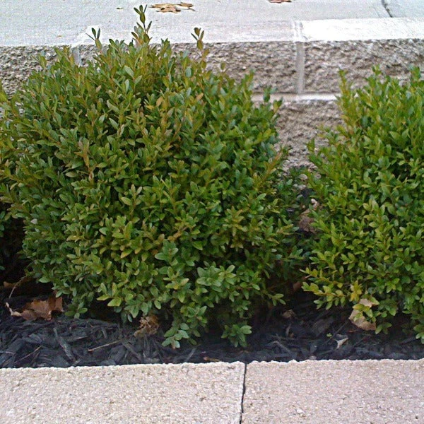Garden Goods Direct Green Velvet Boxwood Shrubs 4 Garden Goods Direct Green Velvet Boxwood Shrubs
