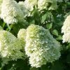 Garden Goods Direct Limelight Hydrangea