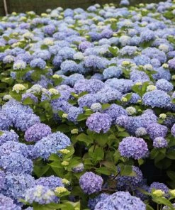 Garden Goods Direct Endless Summer® Hydrangea Shrubs 7 Garden Goods Direct Endless Summer® Hydrangea Shrubs