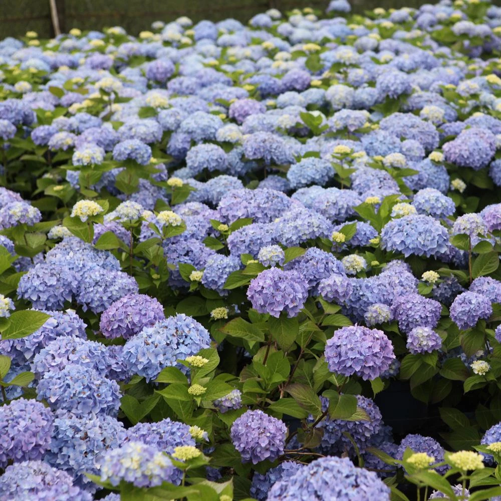 Garden Goods Direct Endless Summer® Hydrangea Shrubs 3 Garden Goods Direct Endless Summer® Hydrangea Shrubs