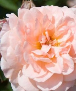 Garden Goods Direct Apricot Drift® Rose
