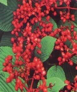 Garden Goods Direct Shasta Viburnum Shrubs