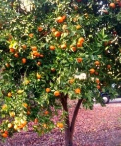 Garden Goods Direct Satsuma Tangerine Tree