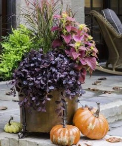 Garden Goods Direct Shrubs Purple Pixie® Loropetalum