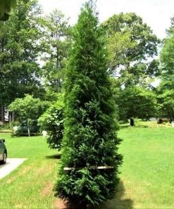 Garden Goods Direct Full Speed A Hedge® American Pillar Arborvitae Trees