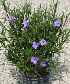 Garden Goods Direct Mexican Petunia
