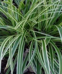 Garden Goods Direct Carex Ice Dance