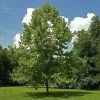 Garden Goods Direct American Sycamore Tree