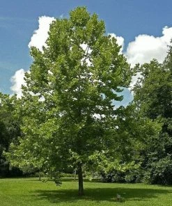 Garden Goods Direct American Sycamore Tree