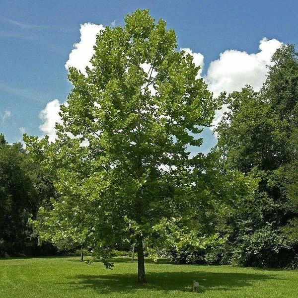 Garden Goods Direct American Sycamore Tree 1 Garden Goods Direct American Sycamore Tree