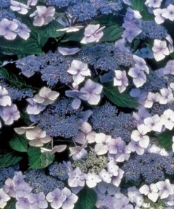 Garden Goods Direct Blue Billow Hydrangea
