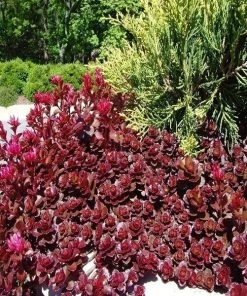 Garden Goods Direct Perennials Dragon's Blood Sedum