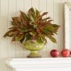 Garden Goods Direct Red Siam Aglaonema House Plants