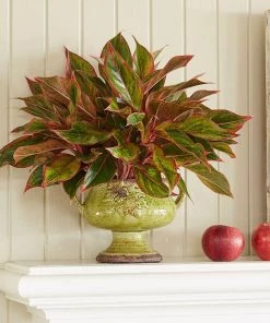 Garden Goods Direct Red Siam Aglaonema House Plants