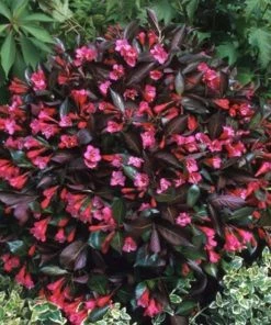 Garden Goods Direct Proven Winners® Color Choice® Wine & Roses® Weigela