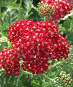 Garden Goods Direct Achillea Pomegranate