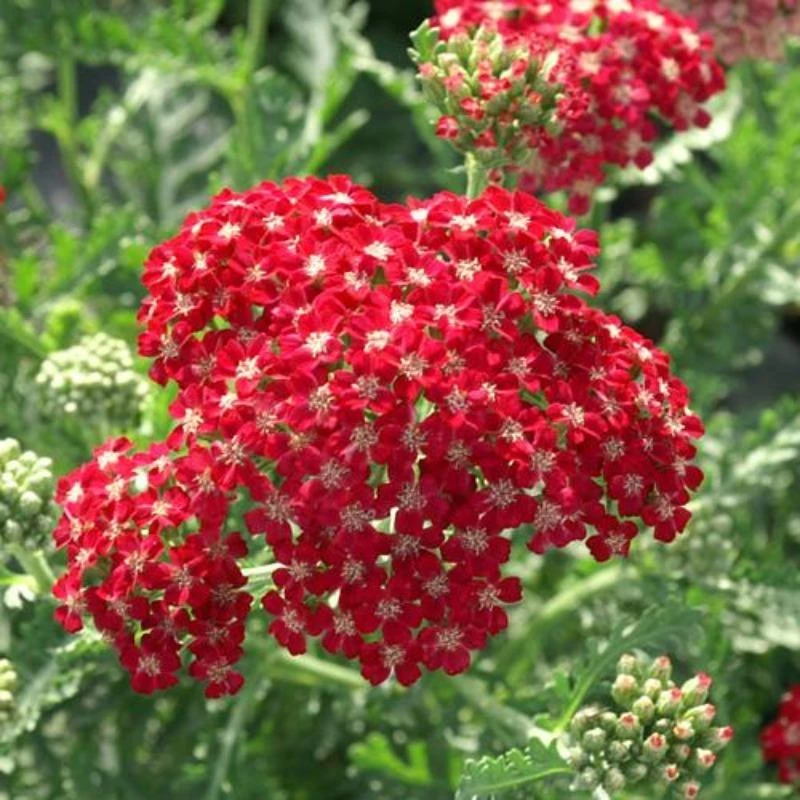 Garden Goods Direct Achillea Pomegranate 2 Garden Goods Direct Achillea Pomegranate
