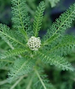 Garden Goods Direct Achillea Pomegranate 6 Garden Goods Direct Achillea Pomegranate