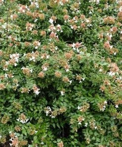 Garden Goods Direct Shrubs Little Richard Abelia