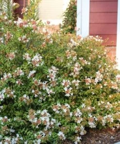 Garden Goods Direct Shrubs Little Richard Abelia