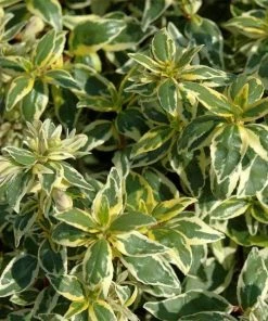 Garden Goods Direct Shrubs Radiance Abelia