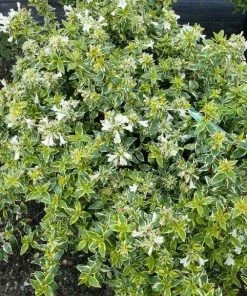 Garden Goods Direct Shrubs Radiance Abelia
