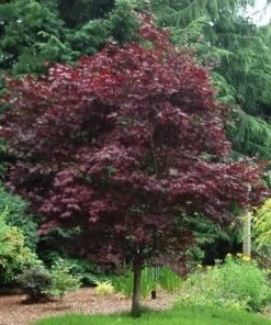 Garden Goods Direct Emperor Japanese Maple