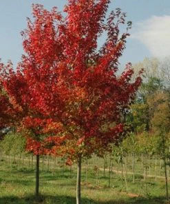 Garden Goods Direct Trees Autumn Flame Maple