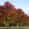 Garden Goods Direct Brandywine Red Maple Trees