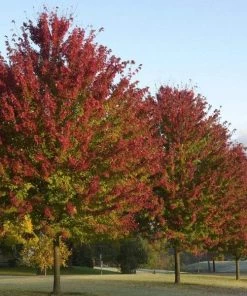 Garden Goods Direct Brandywine Red Maple Trees