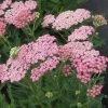 Garden Goods Direct Achillea Pink Grapefruit Perennials