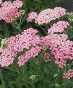 Garden Goods Direct Achillea Pink Grapefruit Perennials