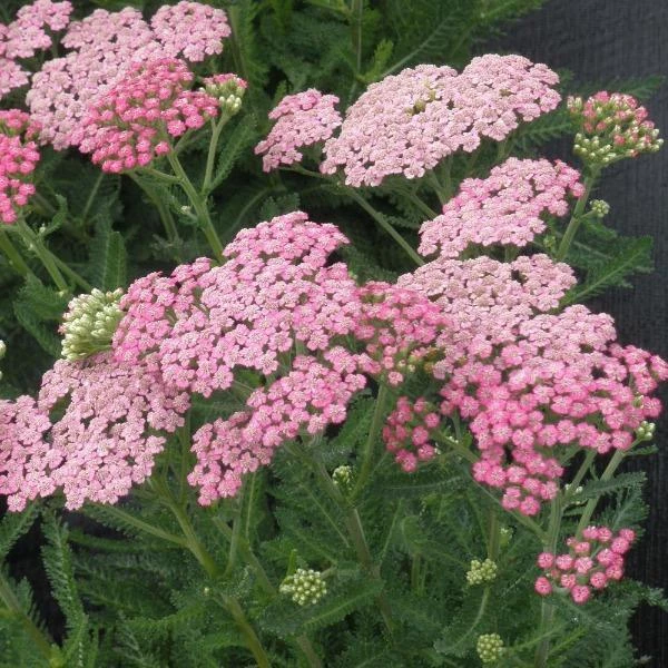 Garden Goods Direct Achillea Pink Grapefruit Perennials 1 Garden Goods Direct Achillea Pink Grapefruit Perennials