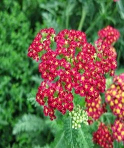Garden Goods Direct Perennials Achillea Strawberry Seduction