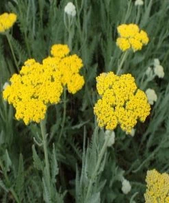Garden Goods Direct Perennials Achillea Moonshine 7 Garden Goods Direct Perennials Achillea Moonshine