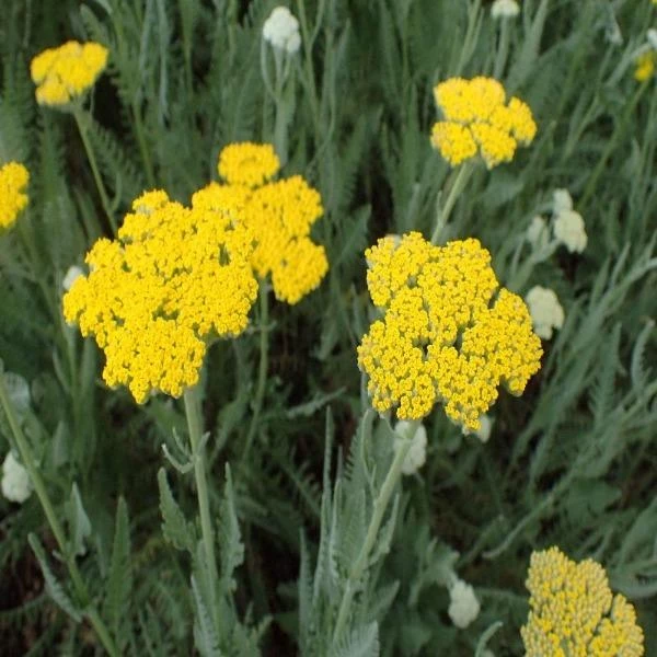 Garden Goods Direct Perennials Achillea Moonshine 4 Garden Goods Direct Perennials Achillea Moonshine