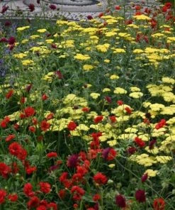 Garden Goods Direct Perennials Achillea Moonshine