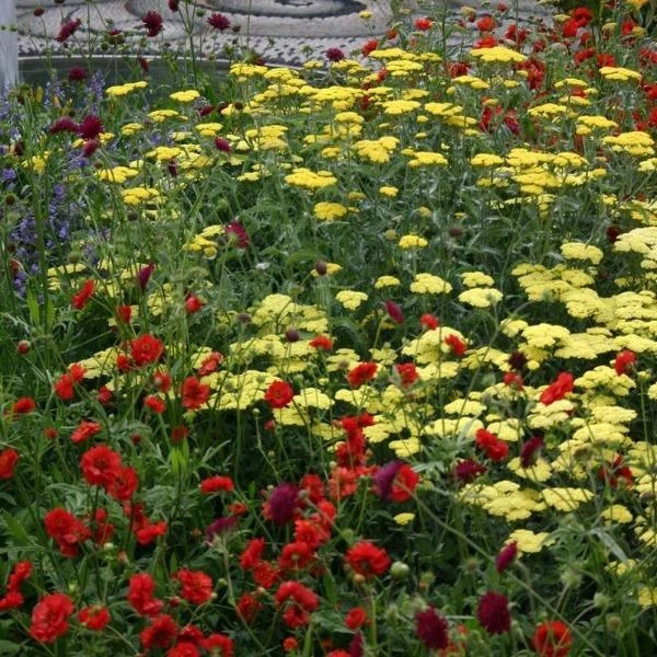 Garden Goods Direct Perennials Achillea Moonshine 2 Garden Goods Direct Perennials Achillea Moonshine