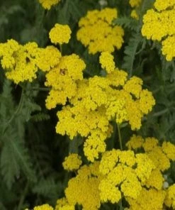 Garden Goods Direct Perennials Achillea Moonshine 6 Garden Goods Direct Perennials Achillea Moonshine