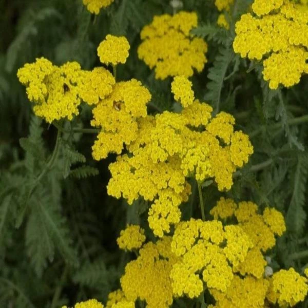 Garden Goods Direct Perennials Achillea Moonshine 3 Garden Goods Direct Perennials Achillea Moonshine