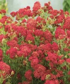 Garden Goods Direct Achillea Paprika Perennials 7 Garden Goods Direct Achillea Paprika Perennials