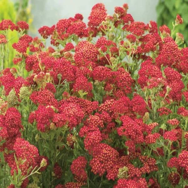Garden Goods Direct Achillea Paprika Perennials 4 Garden Goods Direct Achillea Paprika Perennials
