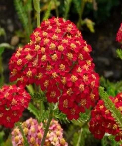 Garden Goods Direct Achillea Paprika Perennials