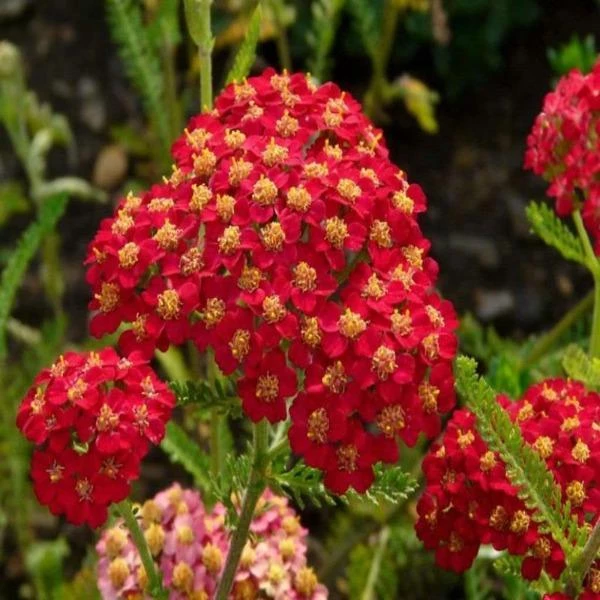 Garden Goods Direct Achillea Paprika Perennials 2 Garden Goods Direct Achillea Paprika Perennials