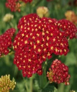 Garden Goods Direct Perennials Achillea Strawberry Seduction