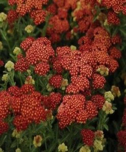 Garden Goods Direct Perennials Achillea Strawberry Seduction