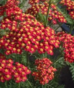 Garden Goods Direct Achillea Paprika Perennials 6 Garden Goods Direct Achillea Paprika Perennials